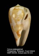 Conus petergabrieli (2)
